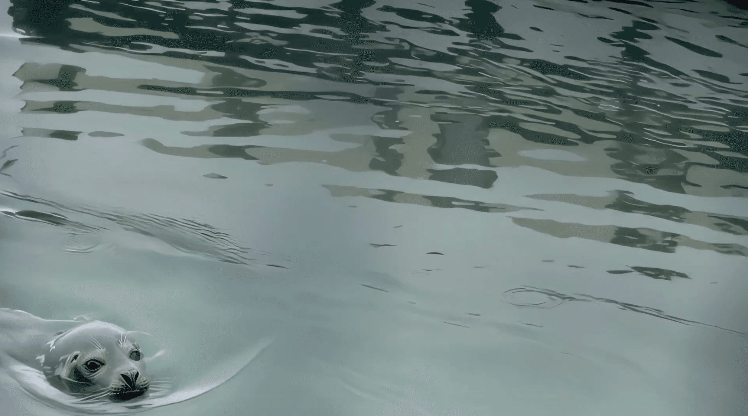 Convert Square Videos to Rectangle Using AI